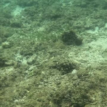 Snorkeling Bliss at Laguindingan’s Healing Reef