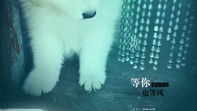 Samoyed is super cute