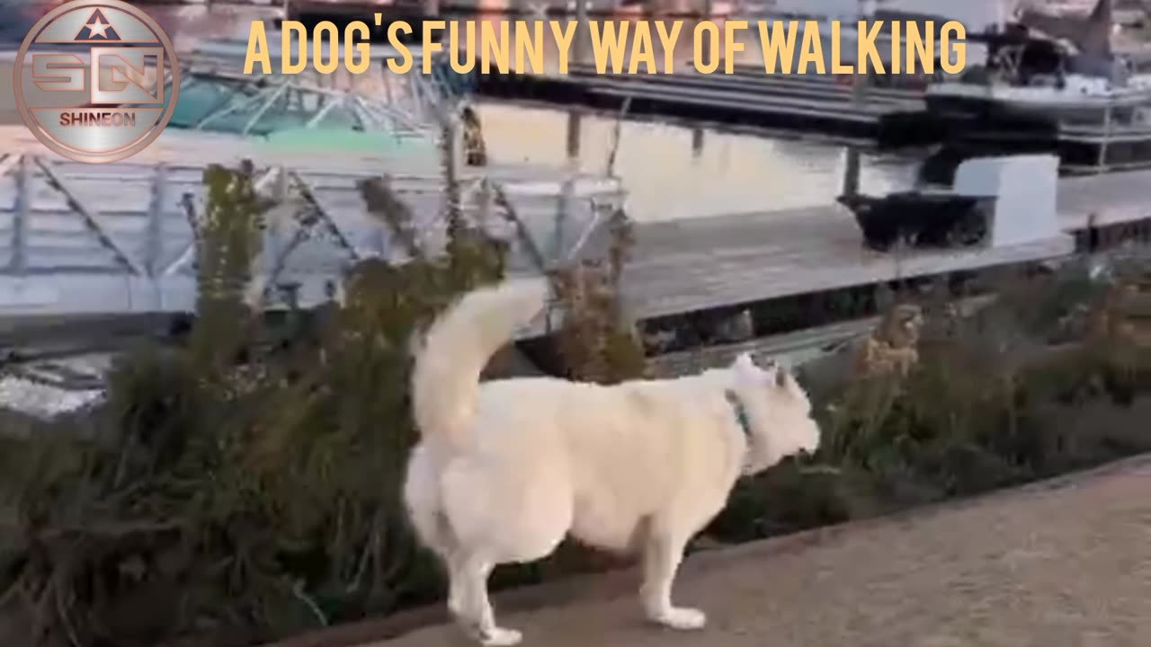 Funny animal|funny animals video|try not to laugh #cute & #funny - #dog- #video#shorts