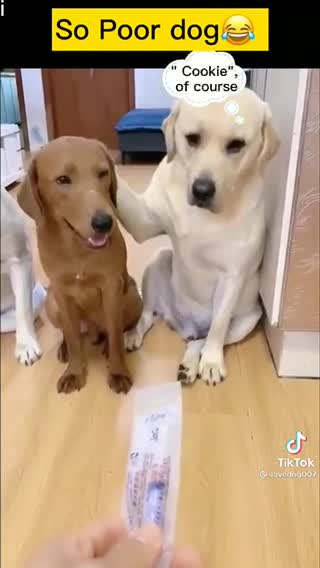 These dogs are smarter than those who take vaccines