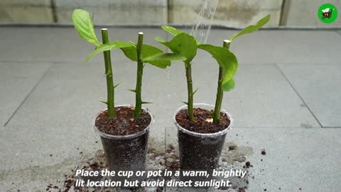 🌿Great idea to propagate lemon trees from cuttings using bananas🍌
