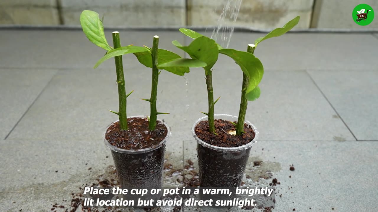 🌿Great idea to propagate lemon trees from cuttings using bananas🍌