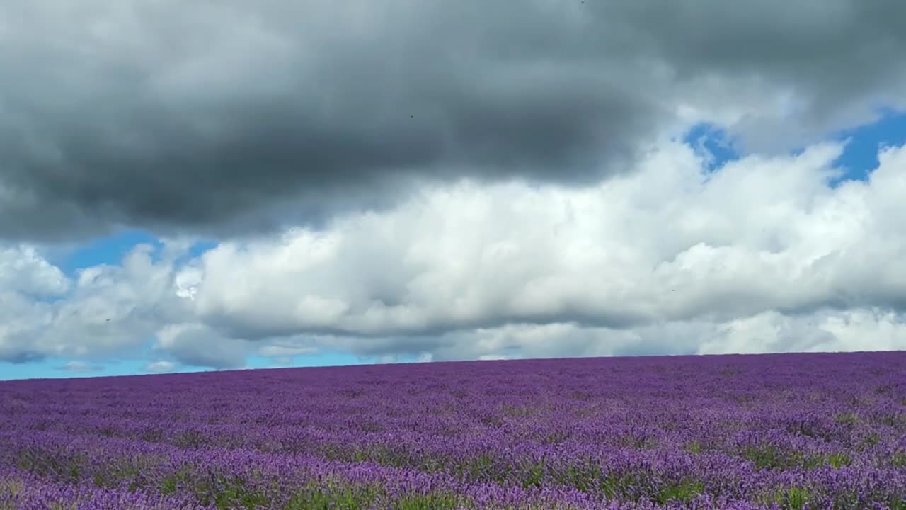 Bridestowe Lavender Estate