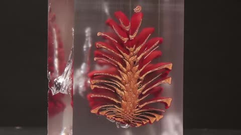 Trapping Pine in Resin In Stop Motion