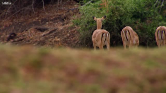 Impala miraculously Escapes jaws of leopard the hunt bbc earth