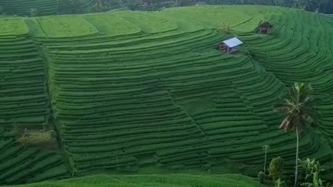 Beautiful village life 🧬 amazing shorts viral video in the world