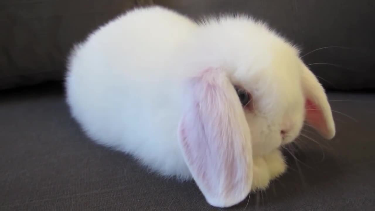 Baby Bunny Washing Her Face in Cute Pose