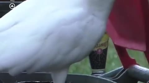 Cockatoos have learnt to pry open bins to steal rubbish.