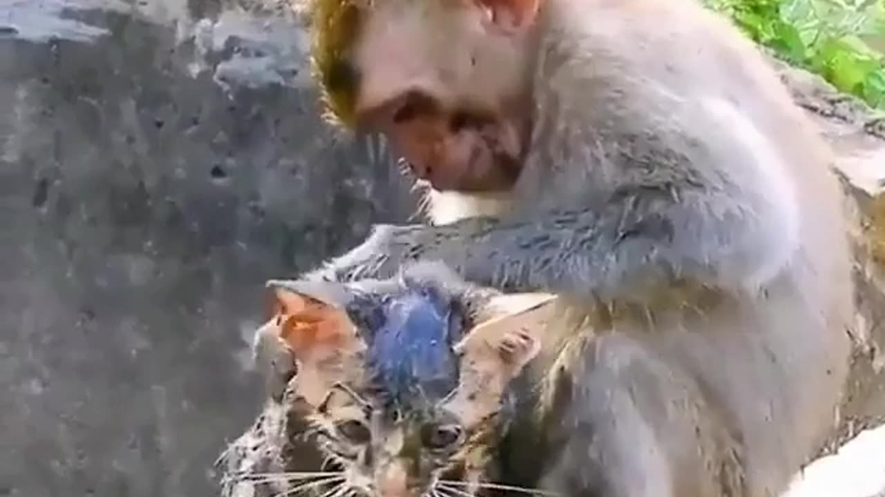 Monkey saved cat