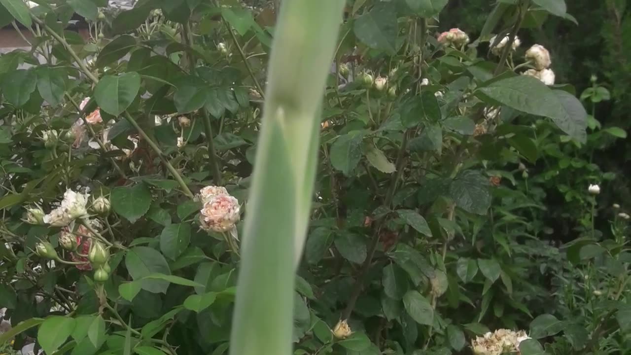 Gladiolus giant