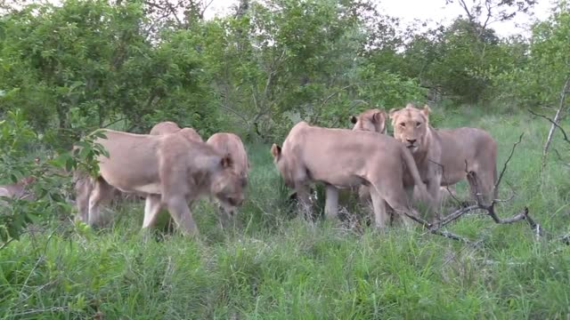 Lions king attack leopard