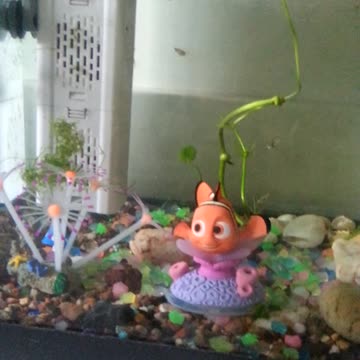 Cleaning the fish tank