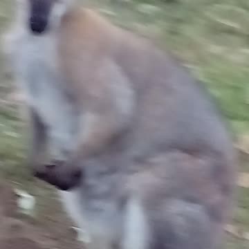 You're Looking Like a Bit of a Scarface, Bonzo-Son! What's Been Going On?