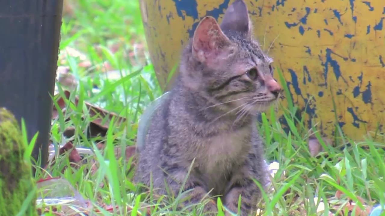cat sad