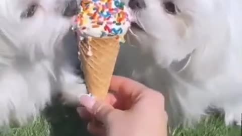 Cute cat eating icecream