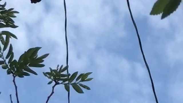 This was installed down my alley on my electrical pole yesterday