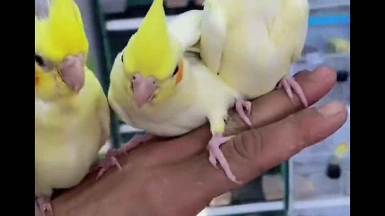 Lovely parrot's 🦜 of china