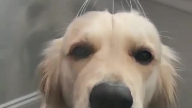 Massage the dog's head