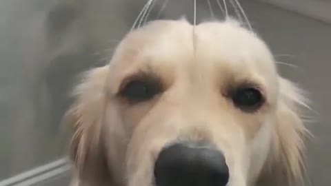 Massage the dog's head