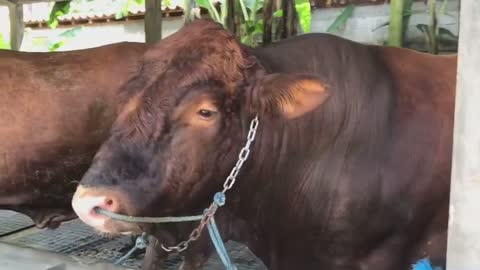 Body cow read is perfect for meals,beatiful body,silent cow