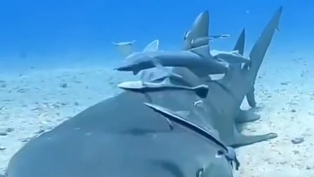 A Mother Shark Swims With A Herd Of Little Sharks In The Ocean