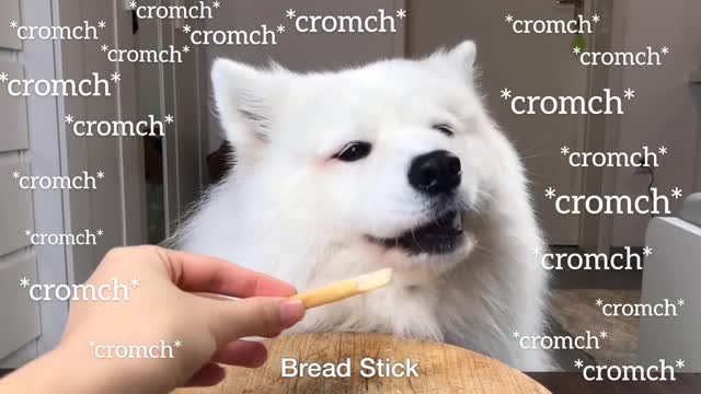 ASMR Dog Reviewing Different Types of Food #2 I MAYASMR