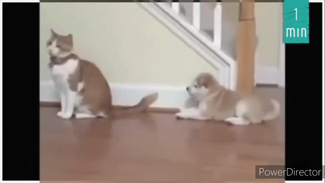 Dog bothering Cat (Watch until the end!)