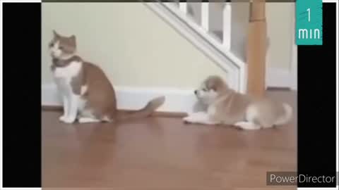 Dog bothering Cat (Watch until the end!)