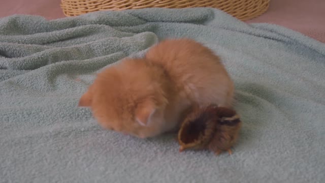 Winter is Here, Kitten Pudding Warm The Chicks While Sleeping Next To Each Other