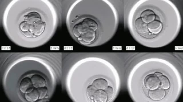 Embryo developmentSee which baby is better
