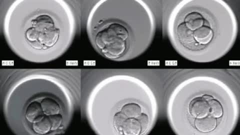 Embryo developmentSee which baby is better