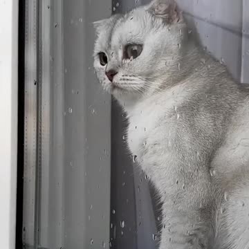 sad cat