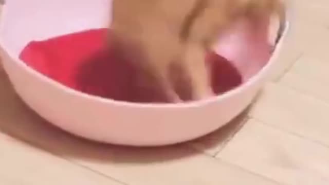 The Funny Cat Splined And Spin Itself