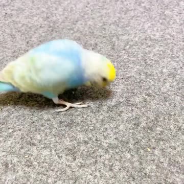 Love bird playing with a set of chopsticks