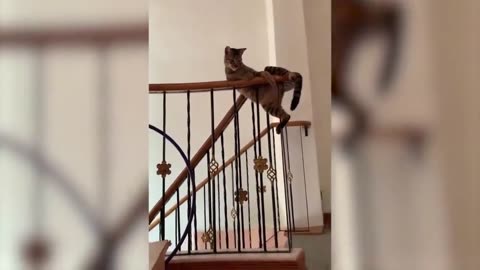 The Best Funny Cat Videos Of The 2023 - Funny Cats Compilation #1