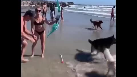 Funny animal 🥰🤟🤟