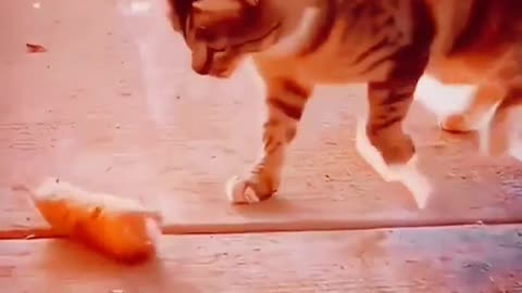 Cat And Rat Funny Compilation