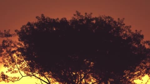 Tree at the sunrise