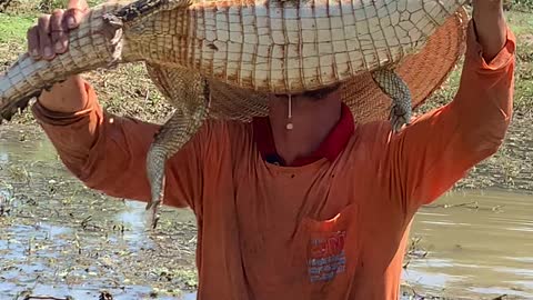 Uncle Jumps and Captures Baby Alligator Then Releases it