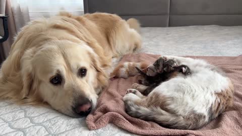 Golden Retriever Reacts to Mother Cat Feeding Baby Kittens