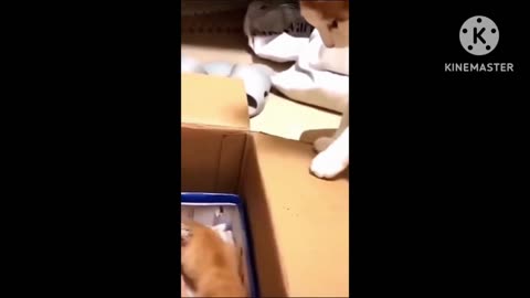 Funny cat 🐈 #3