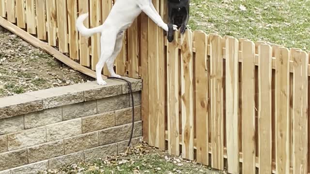 Fence Can’t Stop Best Friends Playing Together