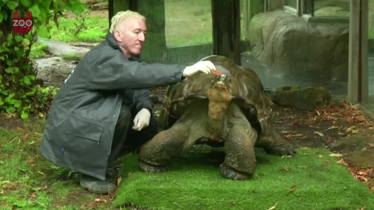 Animal Weigh-In At London Zoo