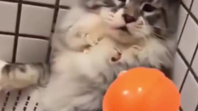 CATS AND DOGS FUNNY Awesome Friendship Funny Cat