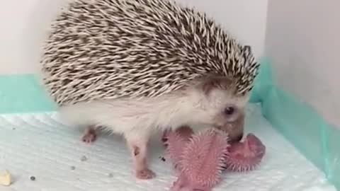 Oh my God! Hedghog babies💕