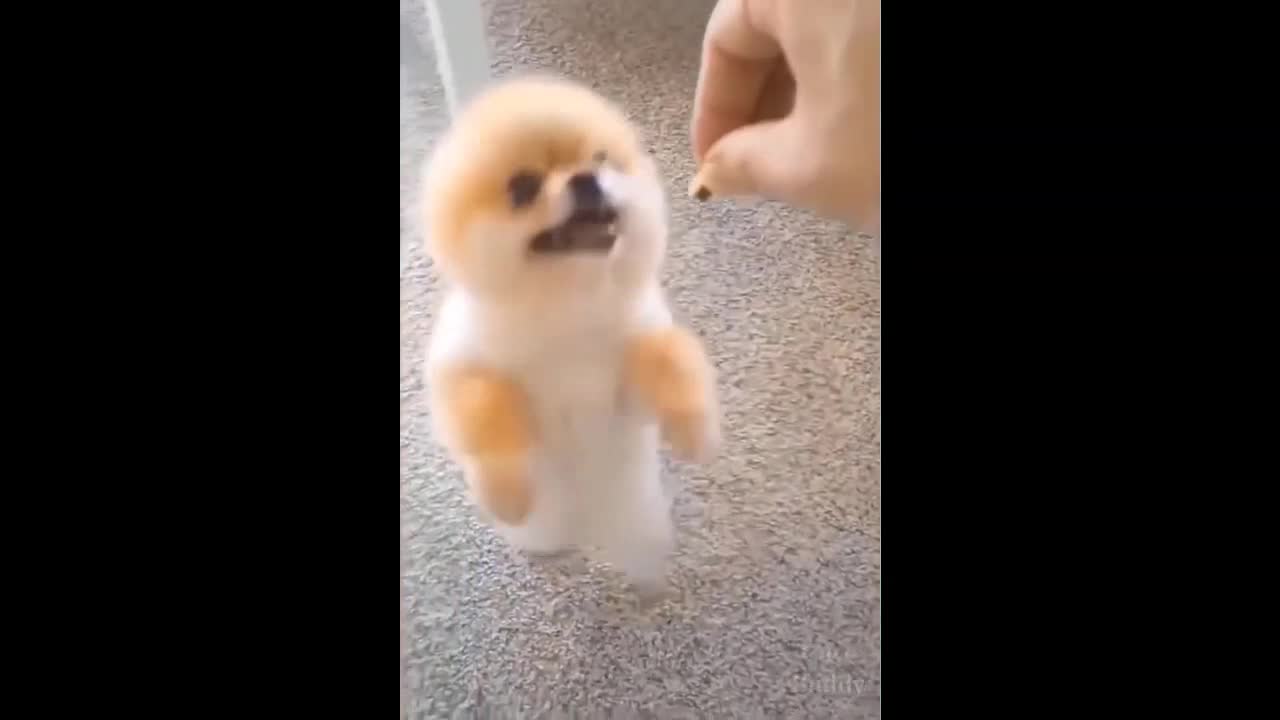 Puppy Wants Snack