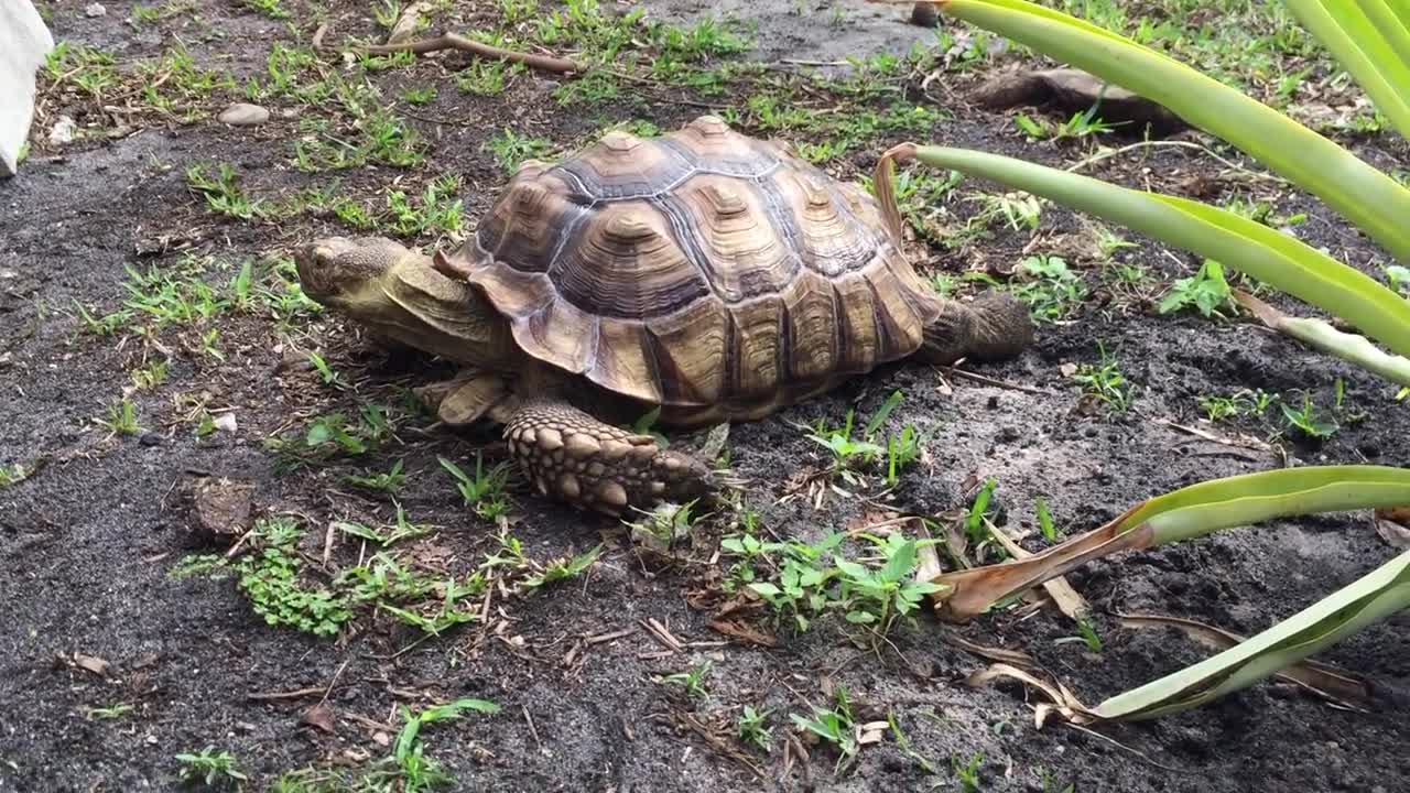 Tortoise eating poo, is it okay?-11