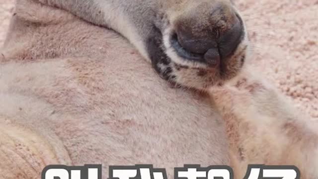 If you want to see me, you have to call me pretty # kangaroo