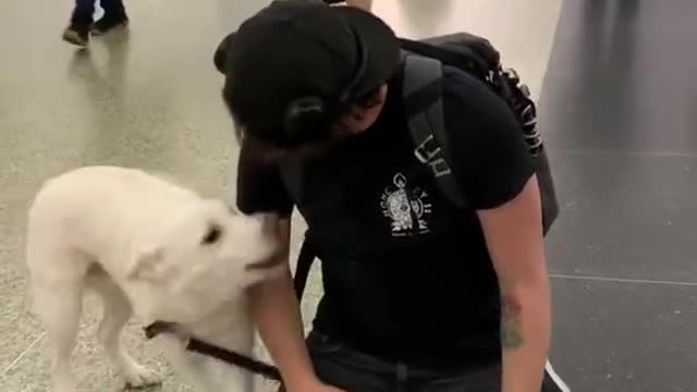 Super Excited Doggo Dives in for Airport Reunion