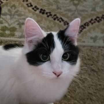 "Hide & seek" with Rebel